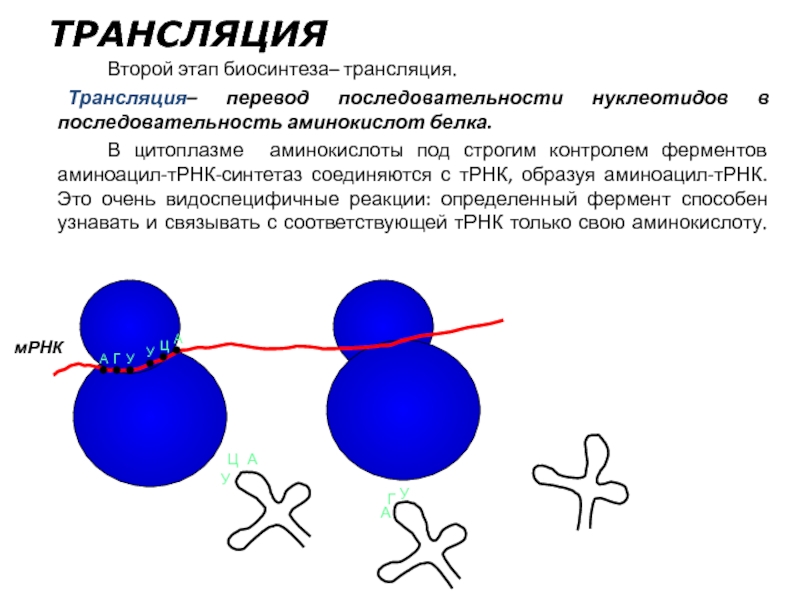Второй этап трансляции. Ферменты трансляции биосинтеза белка. Трансляция второй этап биосинтеза. Ферменты трансляции. Последовательность трансляции биосинтеза.