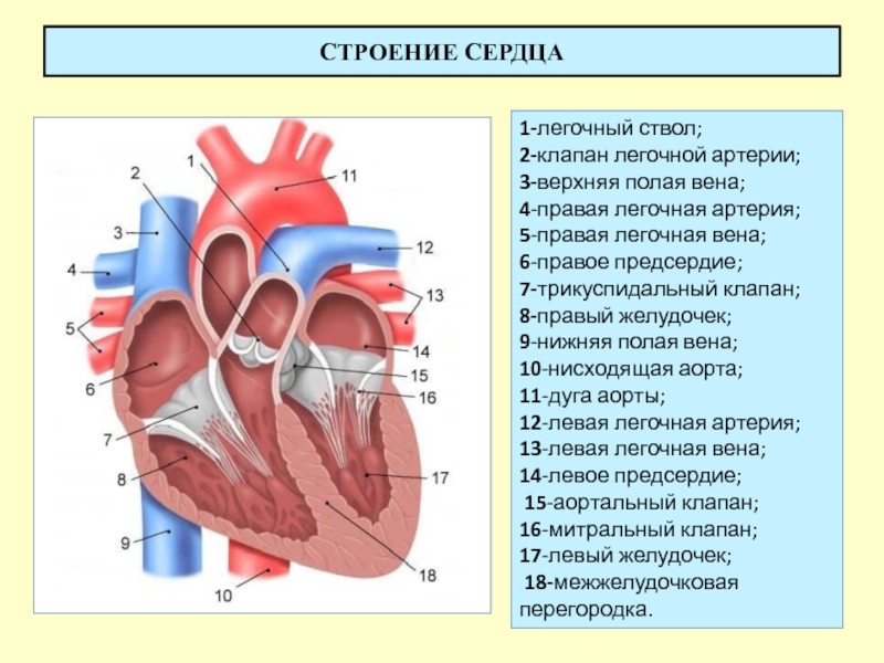 Легочный ствол рисунок