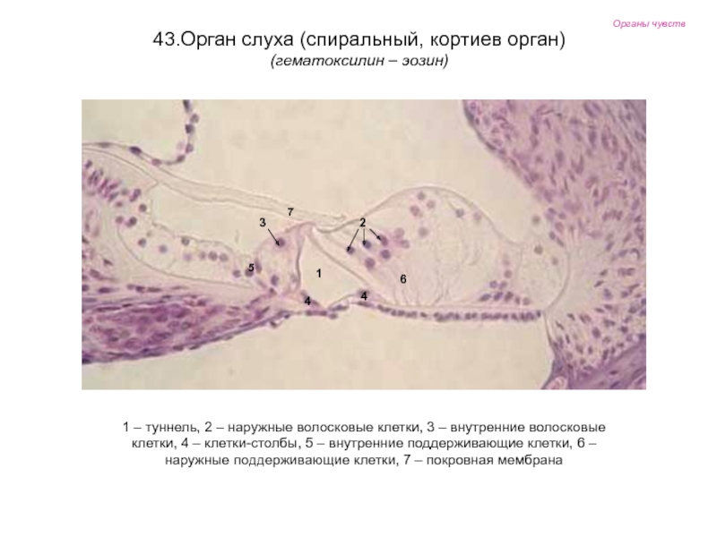 Органы чувств гистология презентация