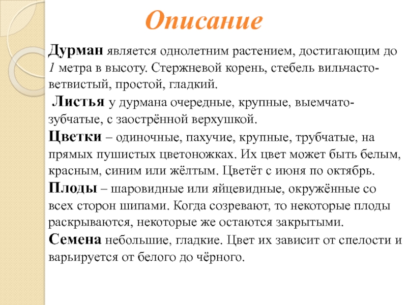 ОписаниеДурман является однолетним растением, достигающим до 1 метра в высоту. Стержневой корень, стебель вильчасто-ветвистый, простой, гладкий. Листья