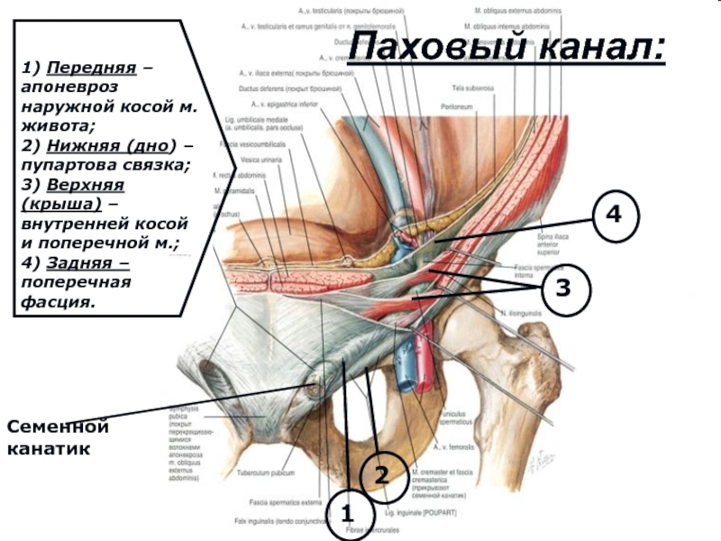 Схема паховой области