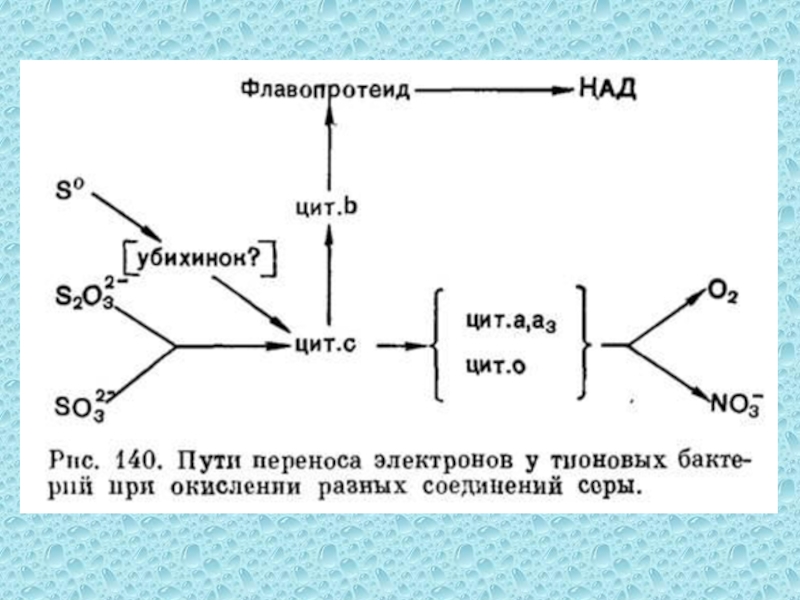 Схема соединения серы. Флавопротеиды. Изолированные циклы соединений. Флавопротеиды работают. Флавопротеиды презентация.