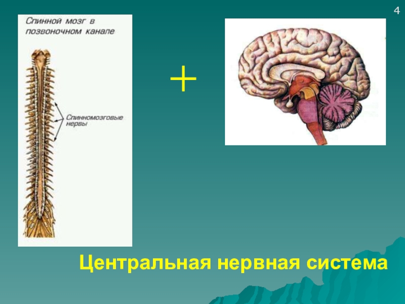 Нервная система проект