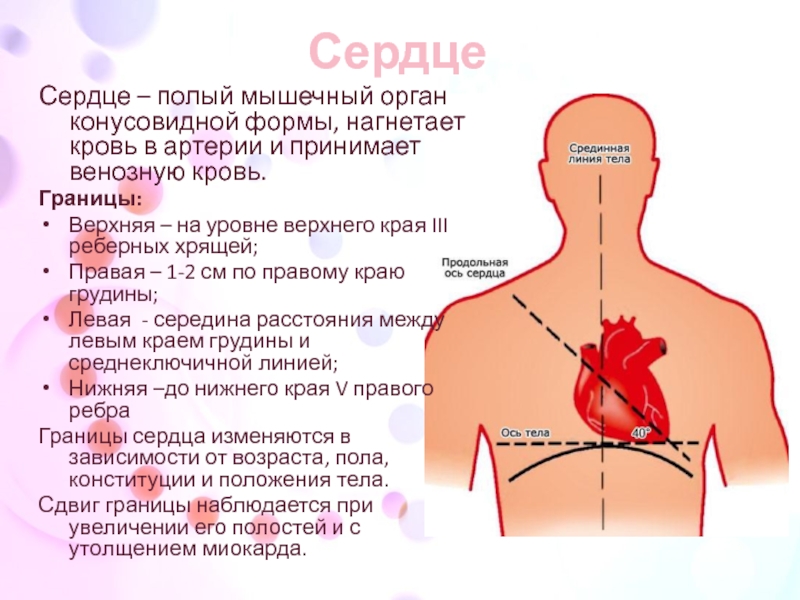 Сердце полый четырехкамерный мышечный орган имеет форму