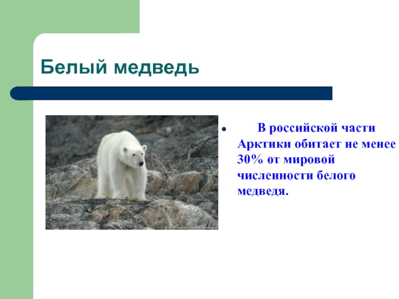 На территории какого государства обитает белый медведь. Доклад про белого медведя. Белый медведь презентация. Белый медведь картинки с описанием. Численность белых медведей.