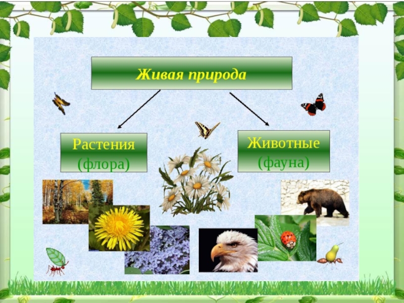 Разнообразие живой природы. Оформить на листе живые организмы. Природа дает нам разные материалы для хозяйства.