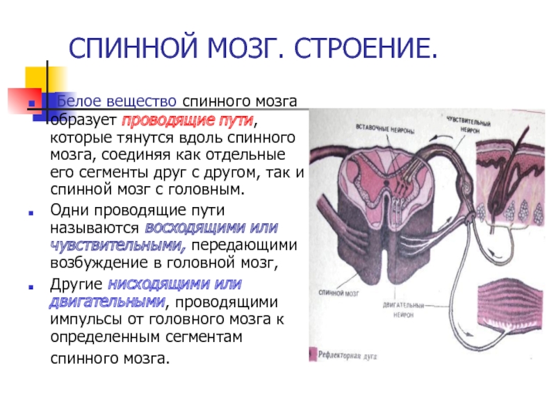 Белое вещество головного и спинного мозга образуют