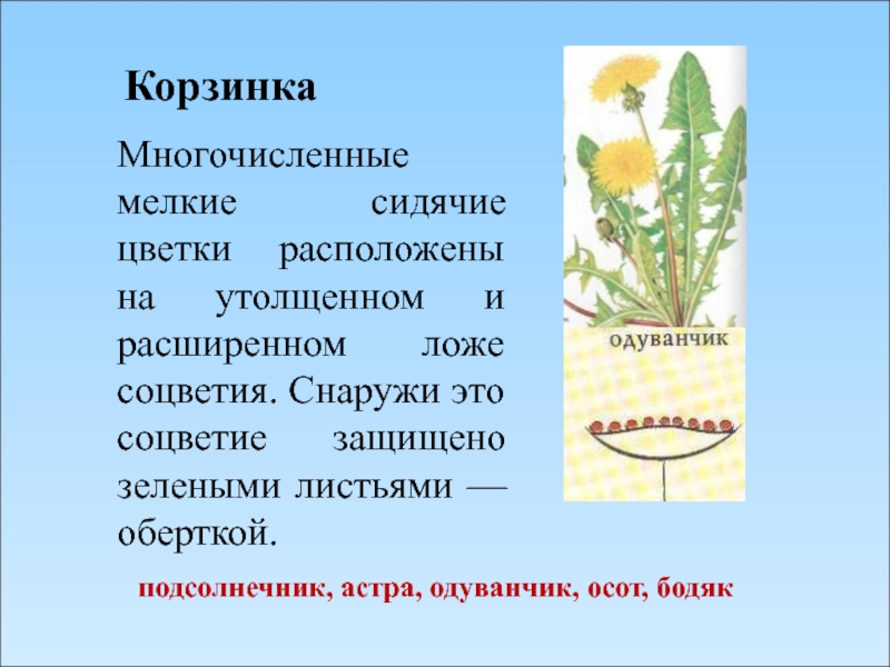 Презентация соцветие 6 класс