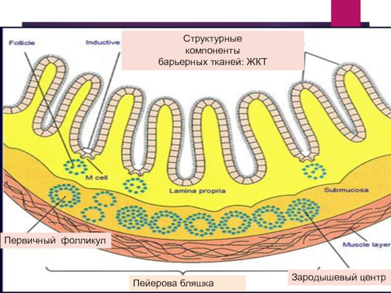 Схема строения пейеровой бляшки