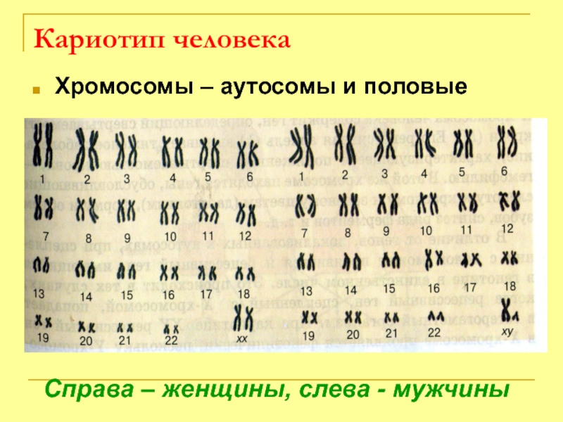 Определенный набор хромосом. Кариотип человека набор хромосом. Правильный набор хромосом кариотипа женщины. Нормальный кариотип человека рисунок. Хромосомный набор кариотип человека.