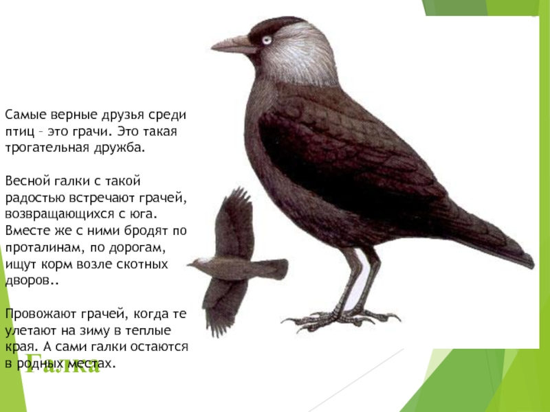 Галка Самые верные друзья среди птиц – это грачи. Это такая трогательная дружба.Весной галки с такой радостью