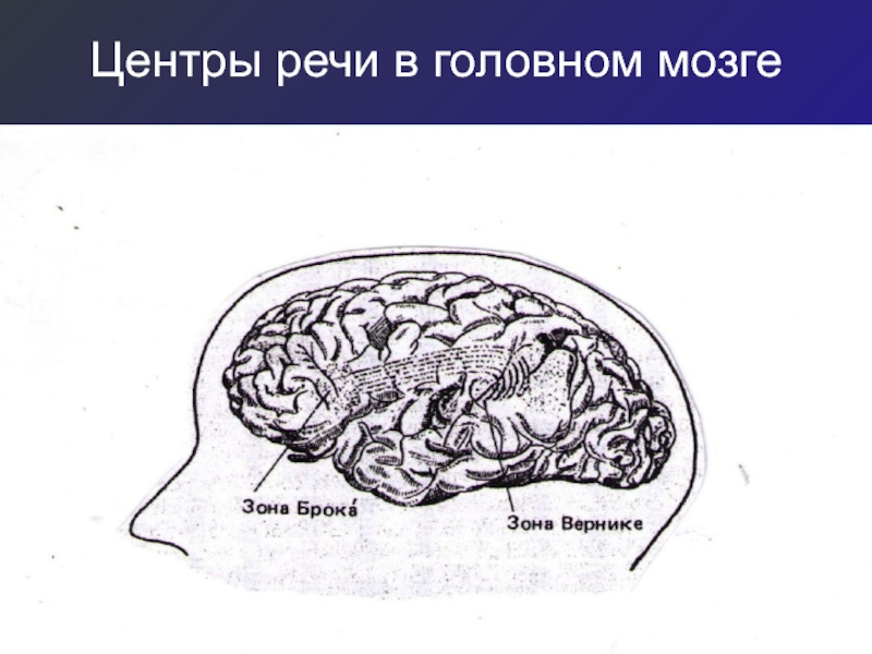 Речевой центр находится. Центры речи. Центр речи в мозге. Зоны речи в головном мозге. Речевые центры головного мозга.