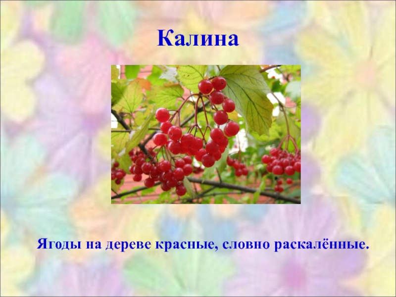 Почему они так называются 6 класс. Загадка о калине. Почему это так называется проект 2 класс. Проект по родному языку почему это так называется. Проект 4 класс почему это так называется.