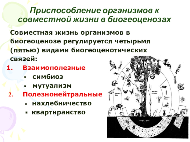 Биоценоз 16. Приспособленность организмов к совместной жизни. Приспособление организмов к совместной жизни в биогеоценозах. Приспособление видов к совместной жизни в биогеоценозе. Биогеоценотические функции почв.