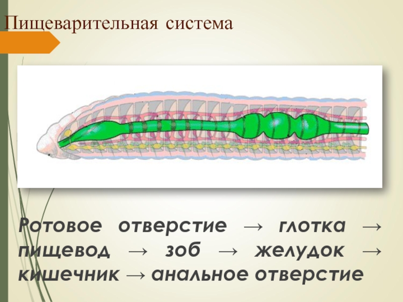 Пищеварительная системаРотовое отверстие → глотка → пищевод → зоб → желудок → кишечник → анальное отверстие