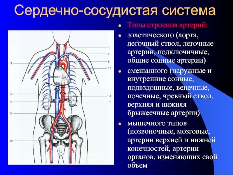 Легочный ствол картинка