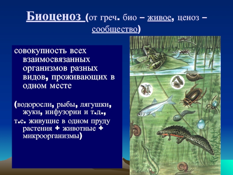 Что из объектов природы служит примером биоценоза