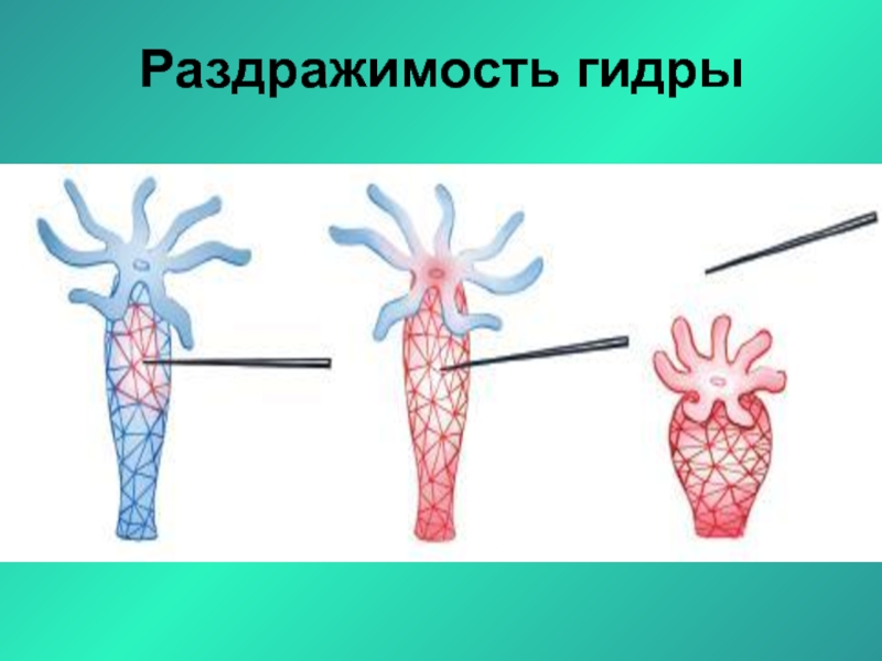 Раздражимость картинки для презентации