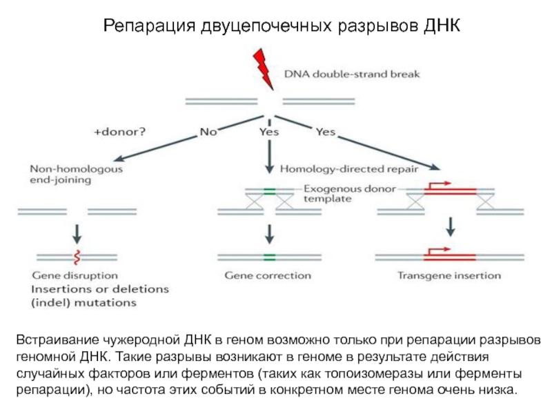 Двуцепочечная днк. Репарация двуцепочечных разрывов. Репарация двуцепочечных разрывов ДНК. Репарация разрывов ДНК. Репарация однонитевых разрывов ДНК.