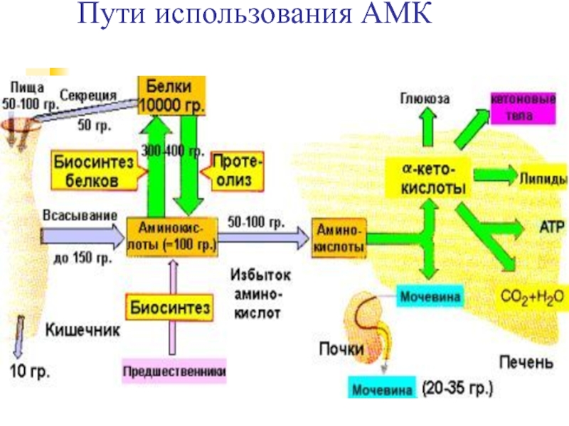 Схема переваривания белков