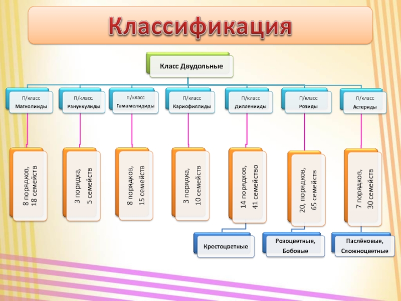 Класс п 3. Градация классов. Гамамелидиды классификация. Классификация классов в школе. Градация классов право.