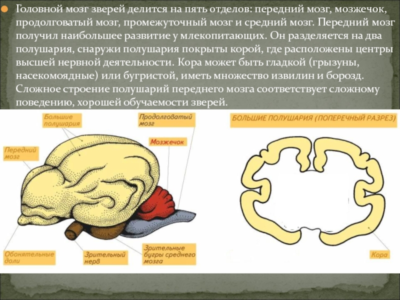 Укажи рисунок на котором представлен мозг млекопитающего