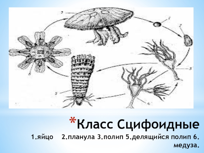 Жизненный цикл сцифоидных медуз