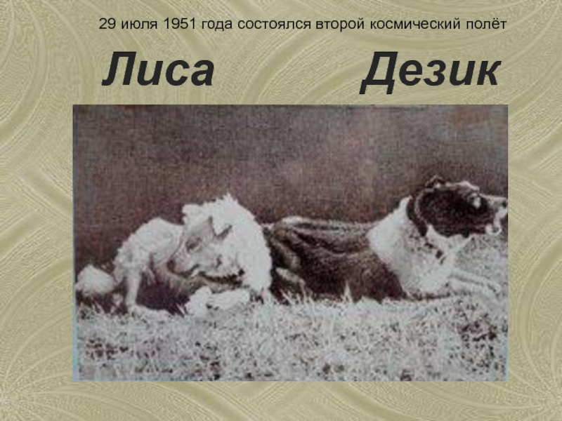 Июля 1951. Первые собаки в космосе дезик и цыган. Дезик и лиса собаки космонавты. Собаки космонавты Рыжик и лиса. Лисичка собака космонавт.