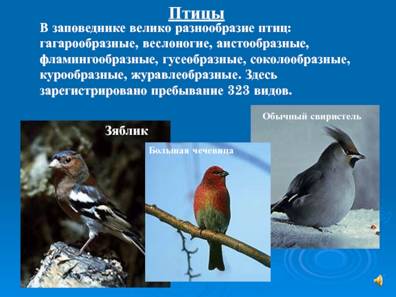 Разнообразие птиц презентация. Многообразие птиц. Многообразие птиц родного края. Многообразие птиц презентация. Многообразие птиц доклад.