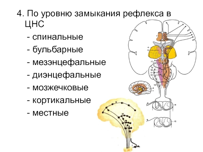 Рефлексы нервной системы. Бульбарный уровень ЦНС. Классификация рефлексов в зависимости от уровня замыкания в ЦНС. Уровни замыкания рефлексов в ЦНС. Классификация рефлексов по уровню замыкания в ЦНС.