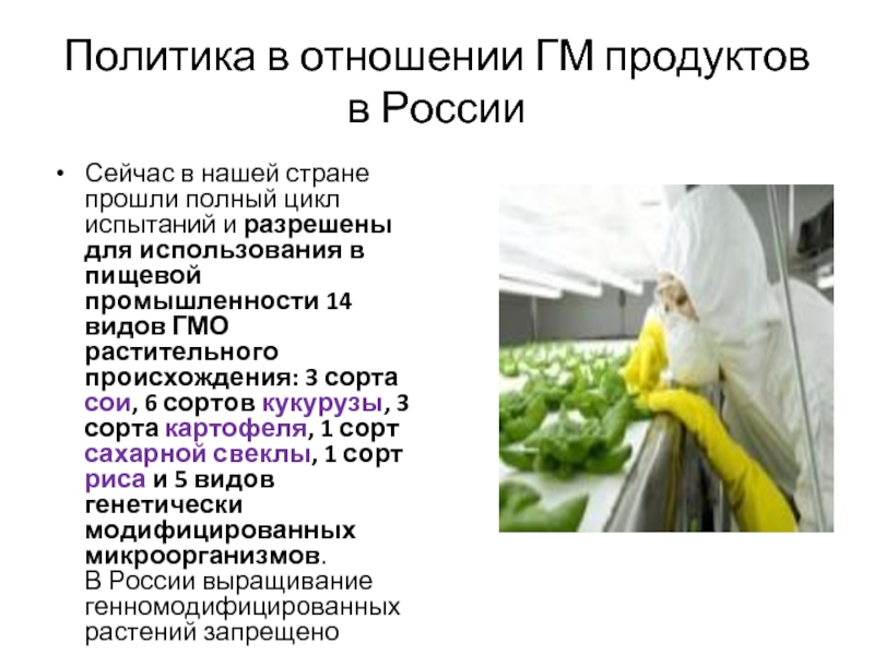 Политика в отношении ГМ продуктов в РоссииСейчас в нашей стране прошли полный цикл испытаний и разрешены для
