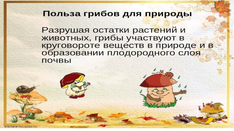 Грибы участвуют в круговороте веществ в природе. Презентация в некотором царстве грибы. В круговороте каких веществ участвуют грибы. Как грибы участвуют в круговороте веществ в природе.