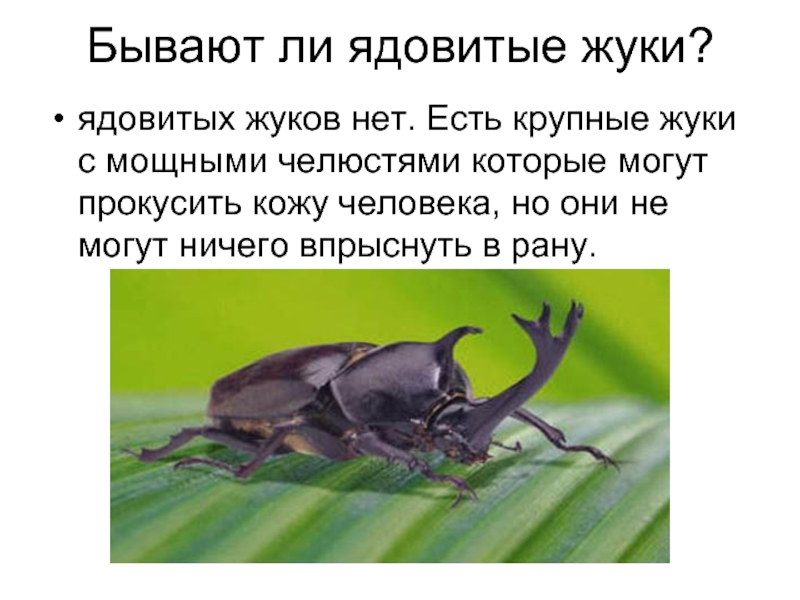 Жукнет сайт. Жук с мощными челюстями. Жуков презентация. Существуют ли ядовитые жуки.