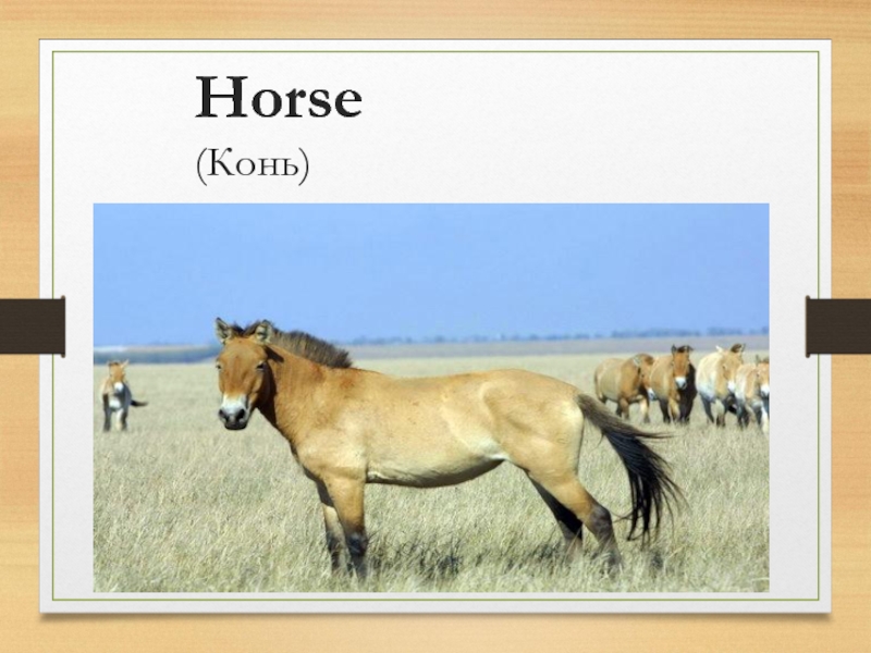 Слово без коня. Лошадь лошадка корень. Лошадь или конь в чем разница. К какой группе относится конь и лошадь.