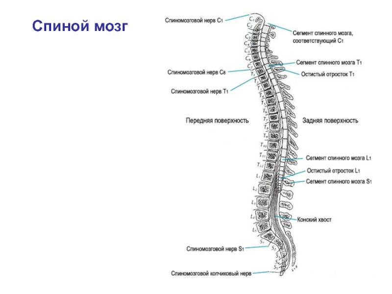 Нижняя граница спинного мозга соответствует позвонку. Спинной мозг строение конский хвост. Конус спинного мозга на уровне l2. Мозговой конус терминальная нить конский хвост. Конус спинного мозга сегменты.