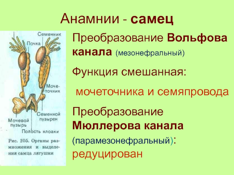 Редуцированная система