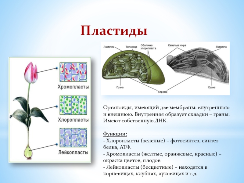 Какой органоид обозначен на рисунке