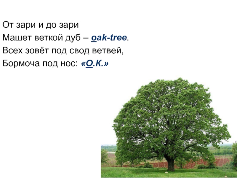 От зари и до зариМашет веткой дуб – oak-tree.Всех зовёт под свод ветвей,Бормоча под нос: «О.К.»