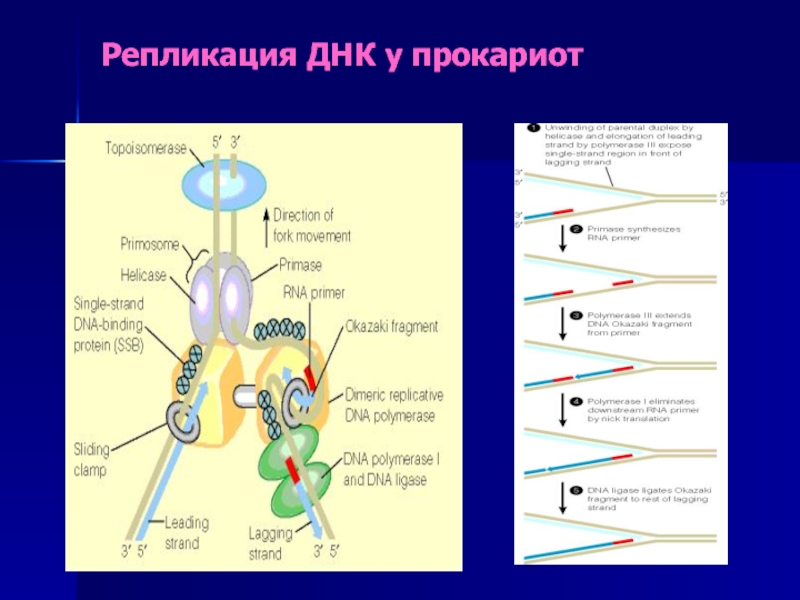 Репликация белка. Терминация репликации у прокариот. Хеликаза репликация прокариот. Принципы репликации прокариот. Эндонуклеаза репликация.