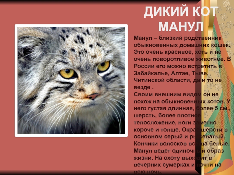 Дикий кот описание. Дикий Лесной кот Манул. Кот Манул красная книга. Манул Забайкальский дикий кот. Манул фото.