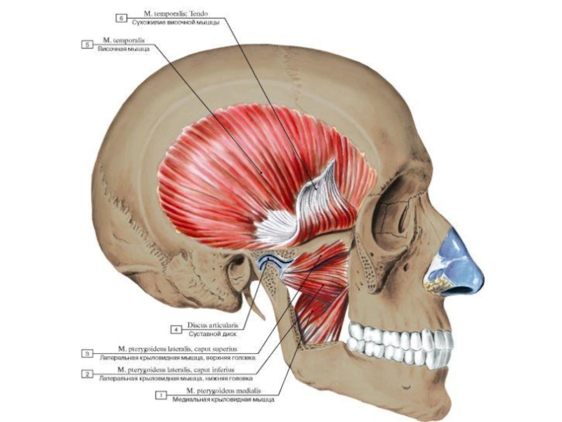 Функция височных мышц. Щечная мышца височная мышца. Крыловидные мышцы челюсти анатомия. Жевательные мышцы Неттер. Массетер анатомия.