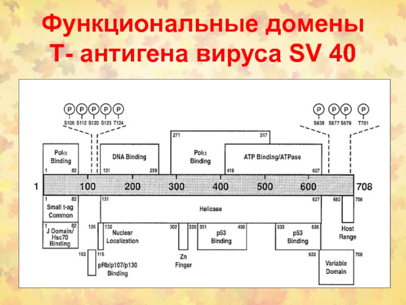 Функциональные сигналы. Функциональный домен. Передача клеточных сигналов. Протоонкоген c-FOS.