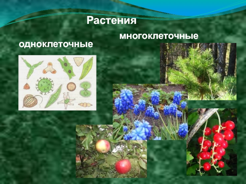 Примеры про растения. Одноклеточные и многоклеточные растения. Одноклеточные растения и многоклеточные растения. Мноо клеточне растения.