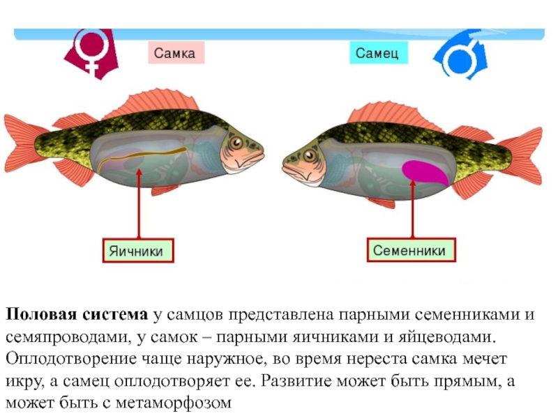 Какие системы органов у рыб. Функции половой системы у рыб. Внутреннее строение рыб половая система. Органы размножения рыб схема. Органы размножения рыб 7 класс биология.