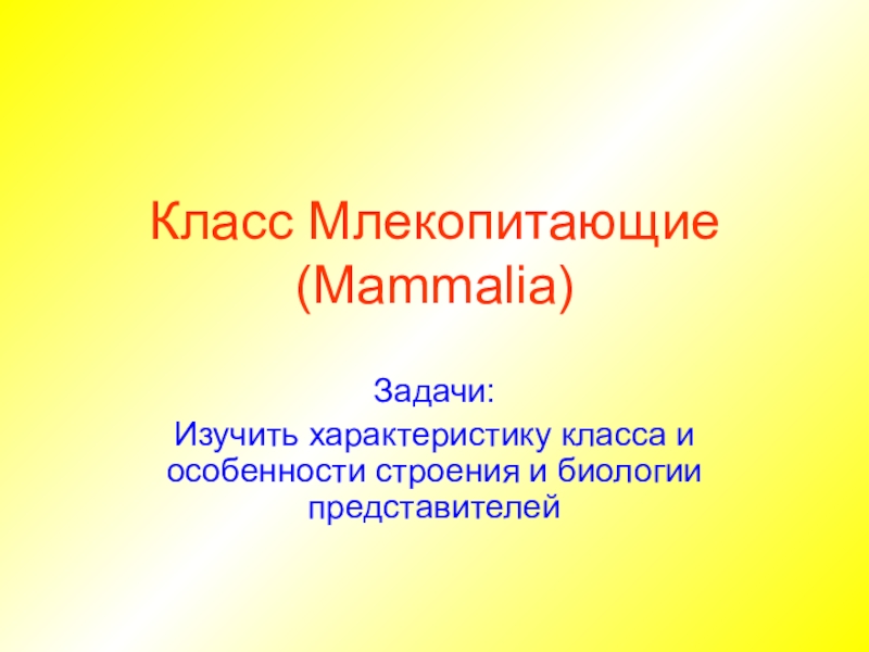 Презентация Класс Млекопитающие (Mammalia)