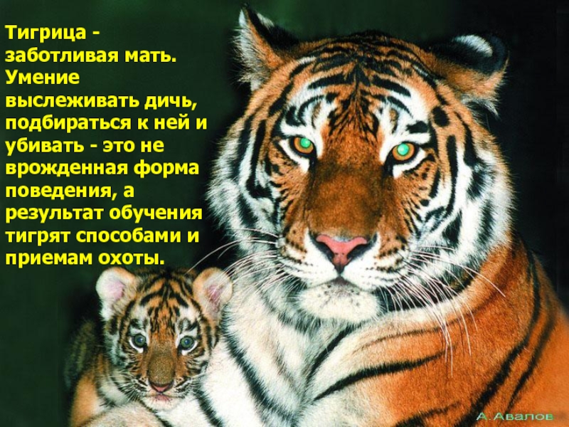 Тигрица - заботливая мать. Умение выслеживать дичь, подбираться к ней и убивать - это не врожденная форма