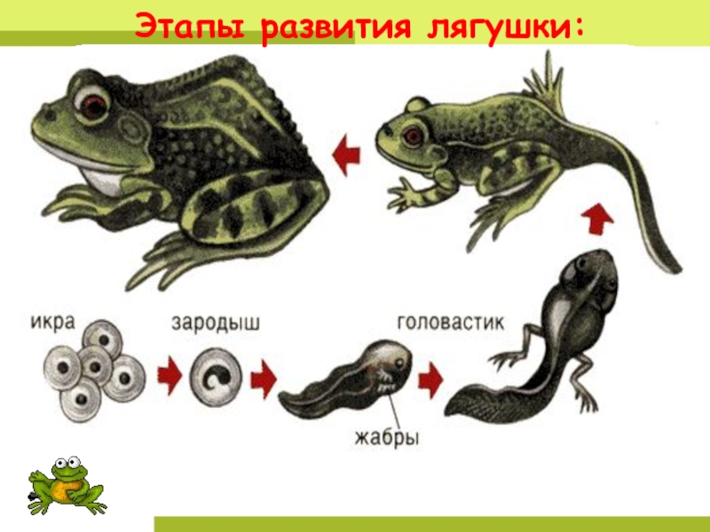 Используя рисунок 128 составьте рассказ о развитии лягушки