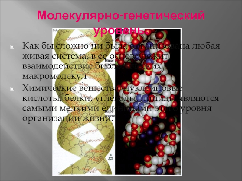 Молекулярный уровень организации живой материи значение и роль в природе презентация 11 класс