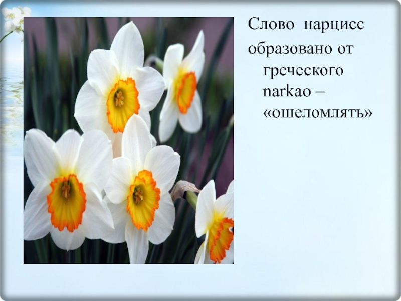 Нарциссы текст. Нарцисс. Слово Нарцисс. Нарцисс презентация. Нарцисс Легенда о цветке.