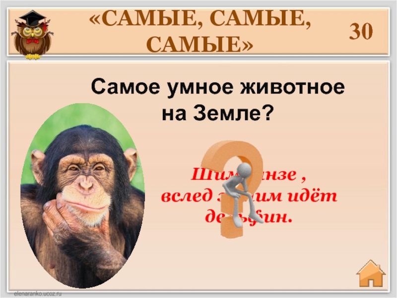 Самые умные животные в мире проект